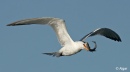 Terns 07.jpg