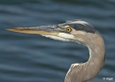 Herons 23.jpg