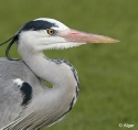 Herons 05.jpg
