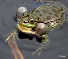 Frogs 14.jpg