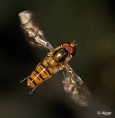 Hoverfly2 05.jpg