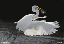 Egrets1 01.jpg