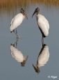 Wood storks 16.jpg