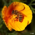 Bees 07.jpg