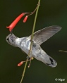 Hummingbird 03.jpg