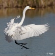 Egrets2 18.jpg