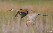 Sand cranes 14.jpg