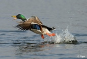 Mallards 16.jpg