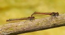 Damselflies 15.jpg