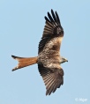 Red kites 01.jpg
