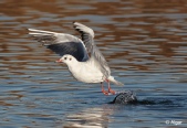 Gulls 04.jpg