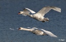 Swans 02.jpg