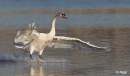 Swans 08.jpg