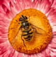 Hoverfly2 04.jpg