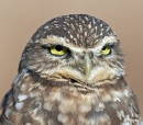 Burrow owls 11.jpg