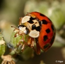 Ladybird 15.jpg