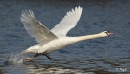 Swans 09.jpg