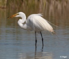 Egrets1 12.jpg