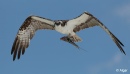 Ospreys2 05.jpg