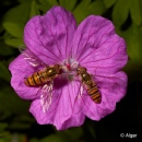 Hoverfly1 20.jpg