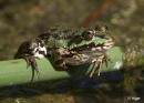 Frogs 01.jpg