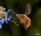 Bee fly 21.jpg