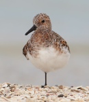 Misc birds 2 USA 18.jpg