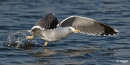 Gulls 10.jpg