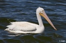 Pelicans 14.jpg