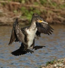 Cormorant 11.jpg