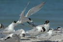 Terns 05.jpg