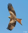 Red kites 11.jpg