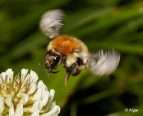 Bumblebees 03.jpg