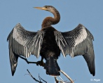 Anhinga 01.jpg
