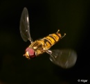 Hoverfly2 19.jpg