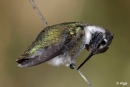 Hummingbird 23.jpg