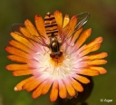 Hoverfly2 15.jpg
