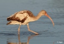 White ibis 20.jpg
