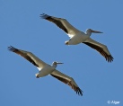 Pelicans 12.jpg