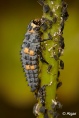 Ladybird 01.jpg