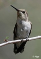 Hummingbird 09.jpg