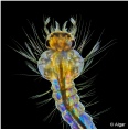 Invertebrates3 19.jpg