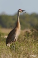 Sand cranes 17.jpg