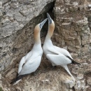 Gannets 08.jpg