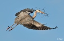 Herons 04.jpg