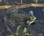 Frogs 12.jpg