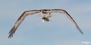 Ospreys2 02.jpg
