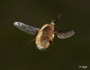 Bee fly 02.jpg