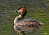 GCGrebes 06.jpg