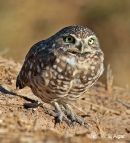 Burrow owls 08.jpg